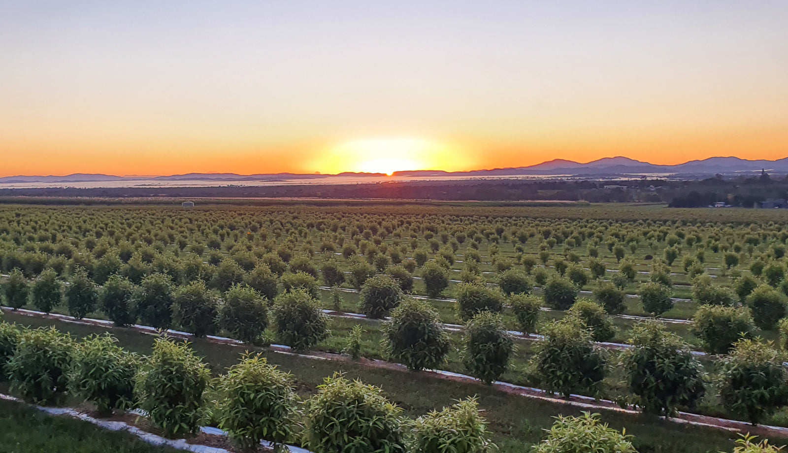 Sustainable farming and our organic future