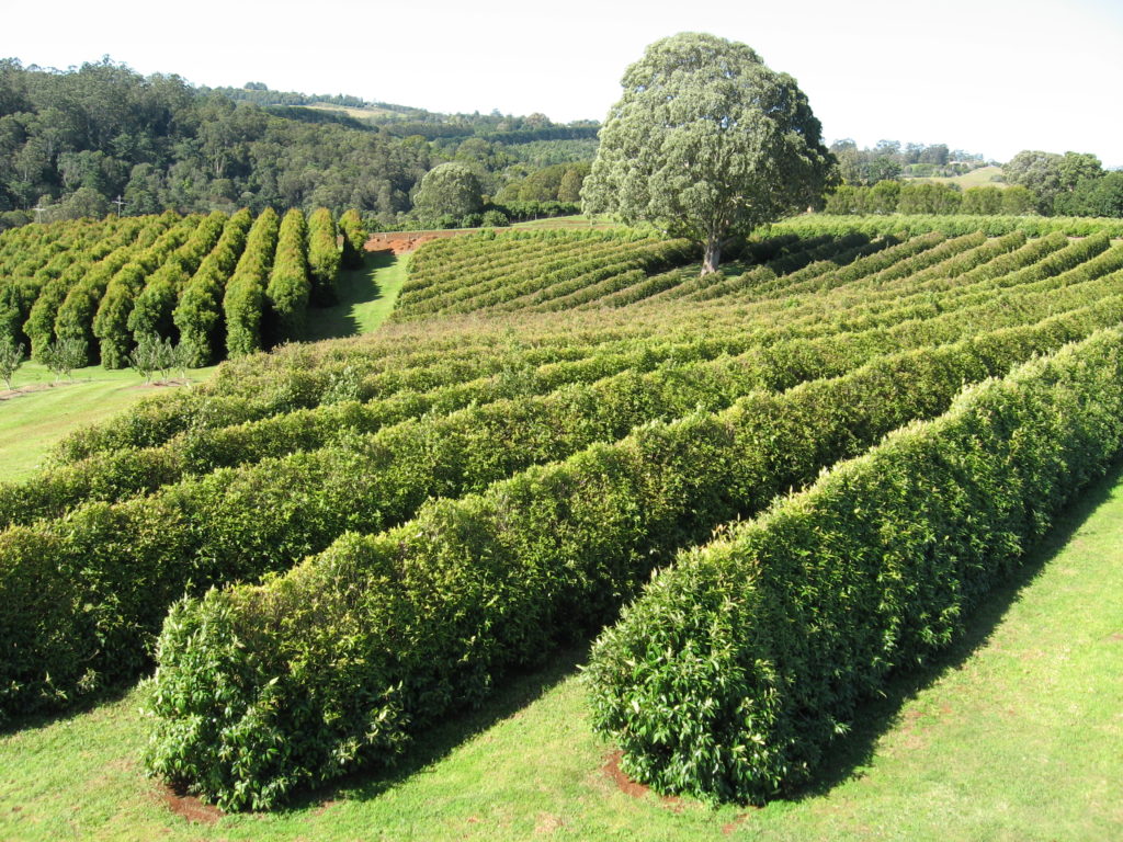 Inside the Harvest with Australian Native Products Founder, Gary Mazzorana