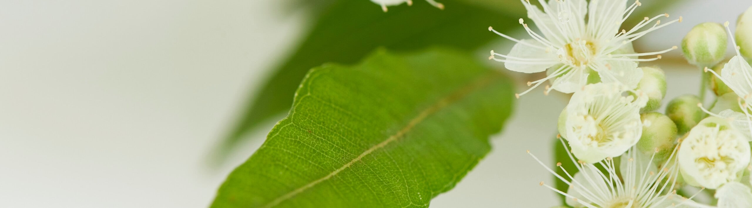 Image of Lemon Myrtle flowering plant