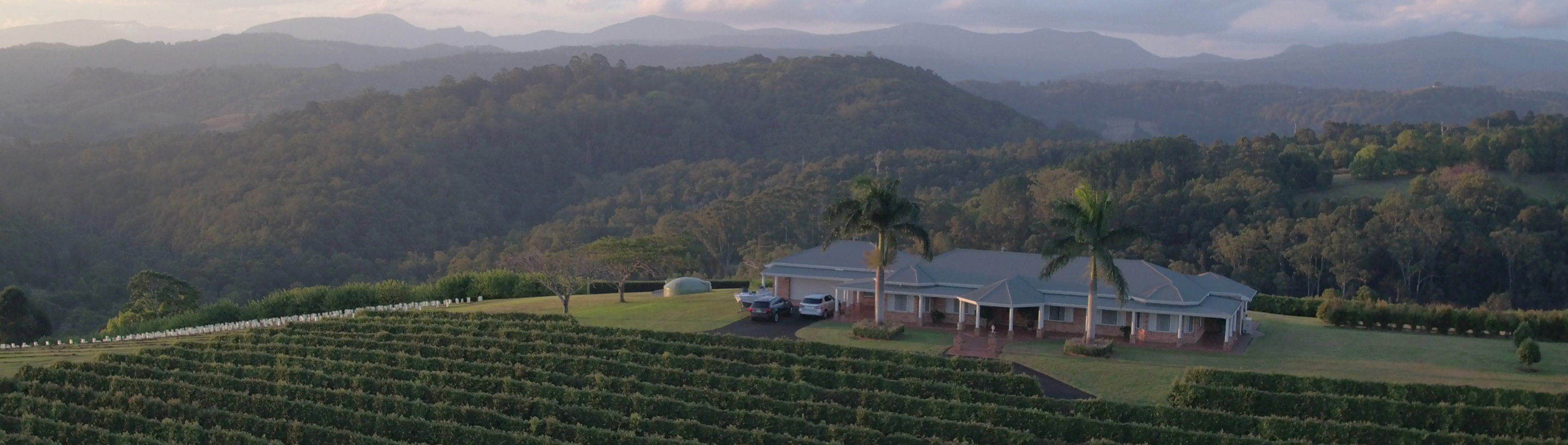 Header image of Lemon Myrtle farm in Byron Bay