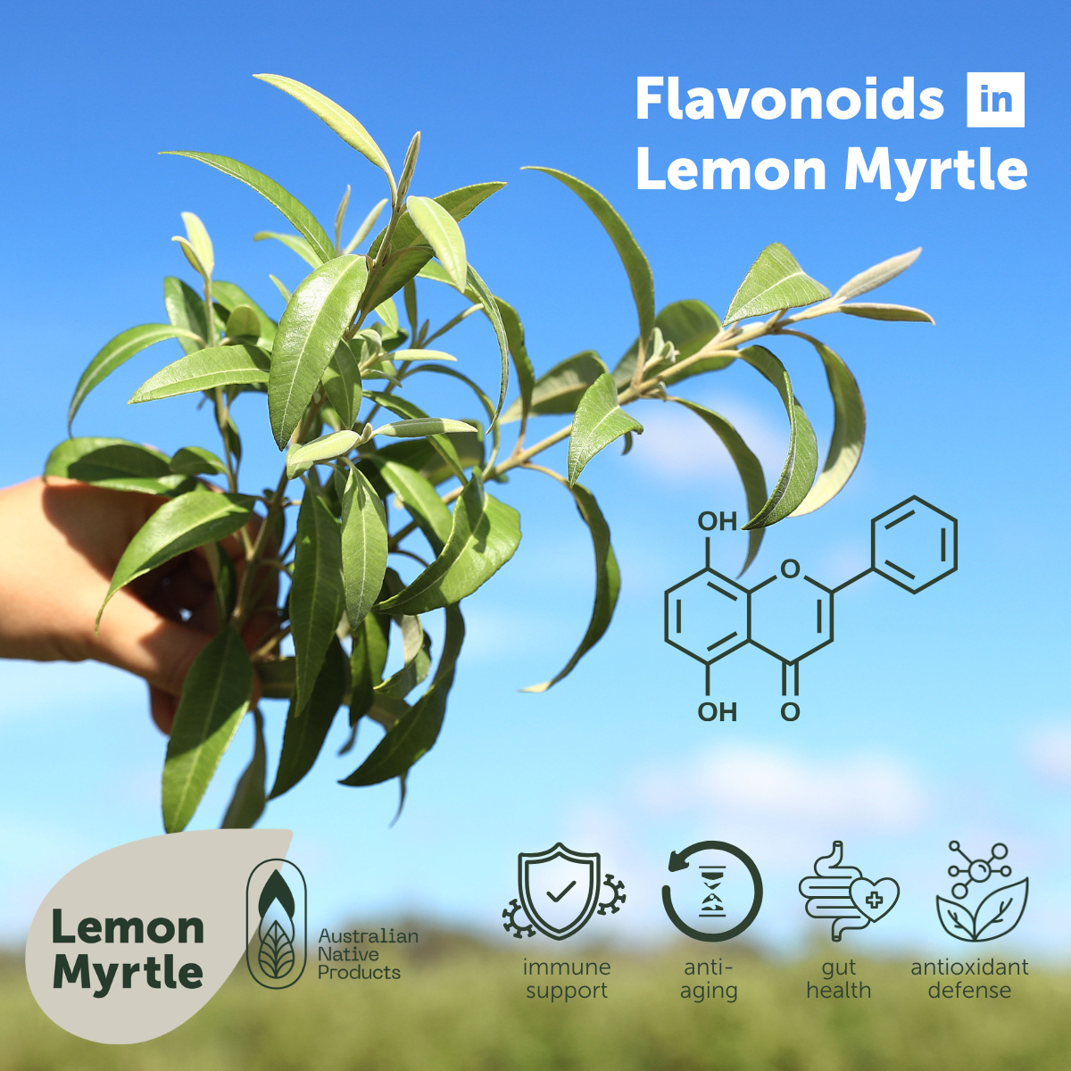 The Power of Flavonoids in Lemon Myrtle: A Natural Health Boost
