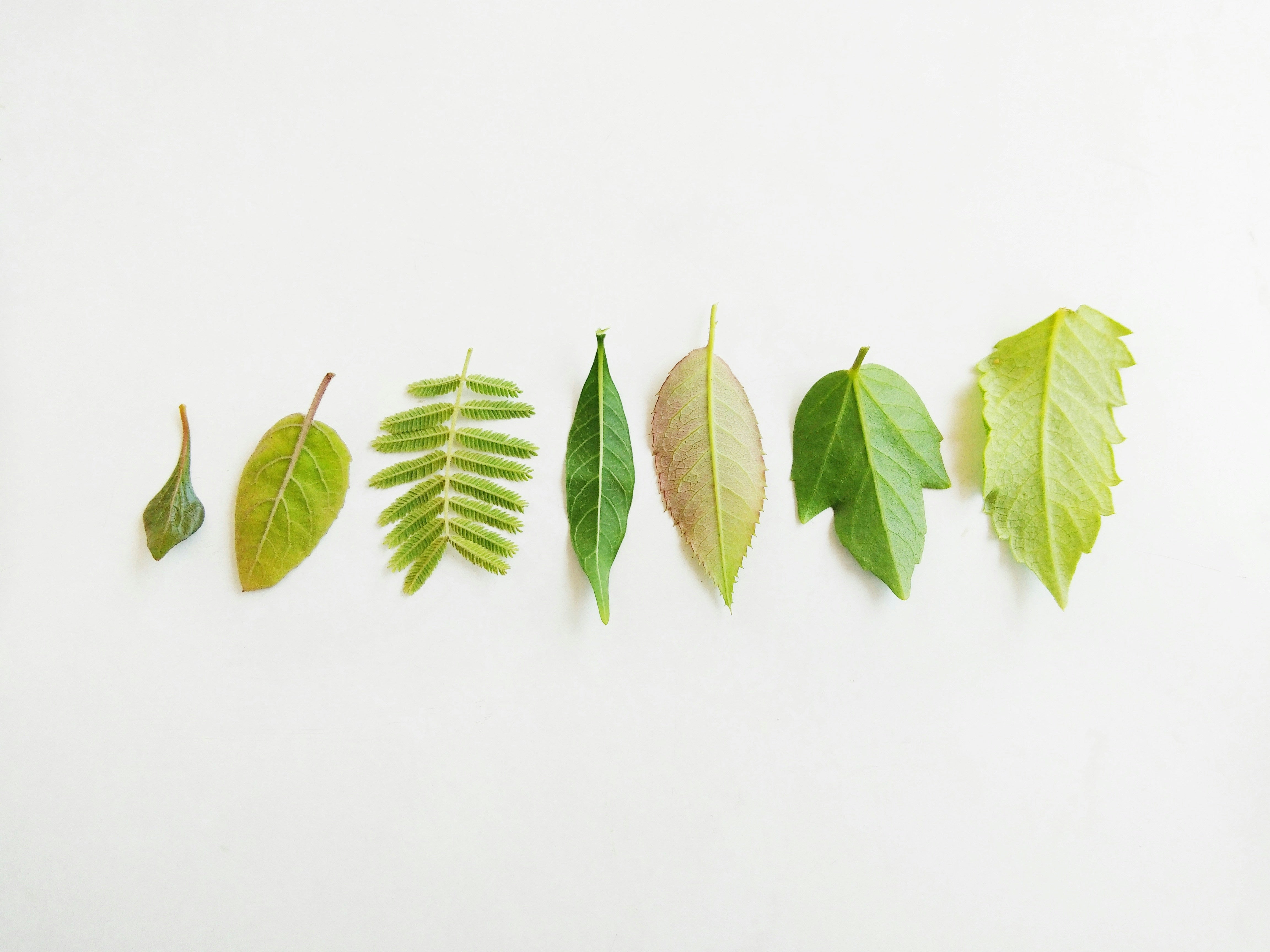 ANP Achieves Groundbreaking UEBT-RA Ingredient Certification