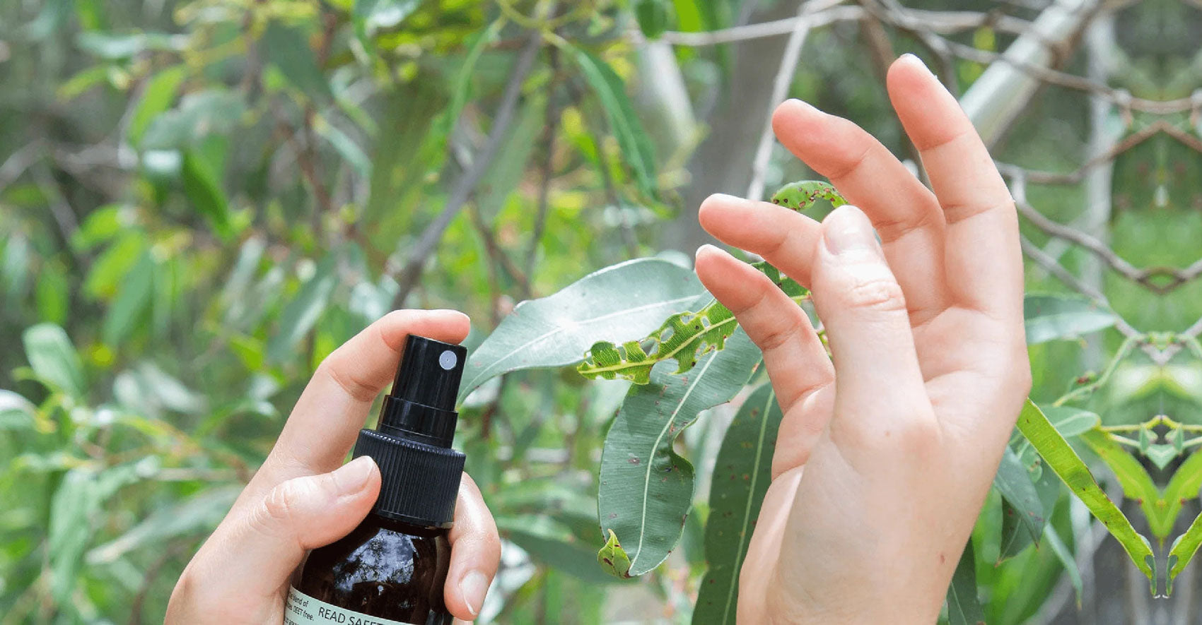 Lemon Myrtle - the natural insect repellant