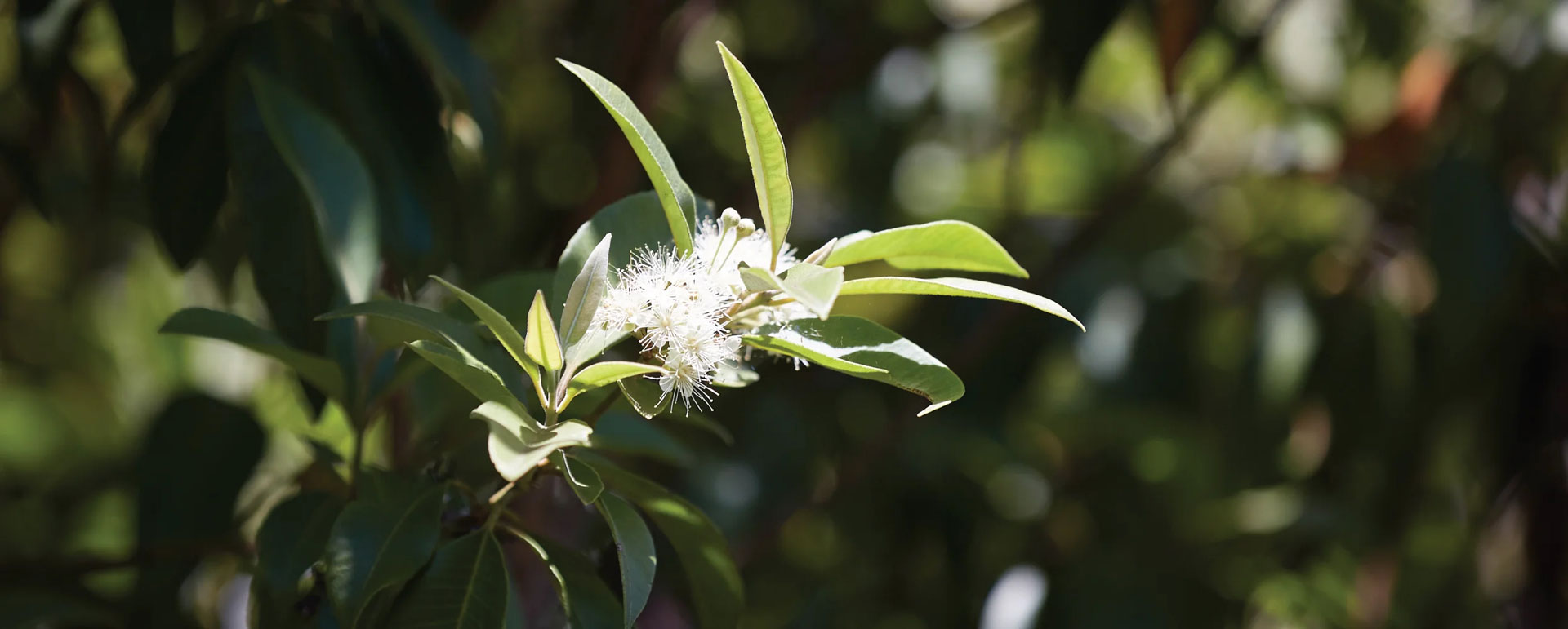 Culinary and Medicinal Uses of Lemon Myrtle