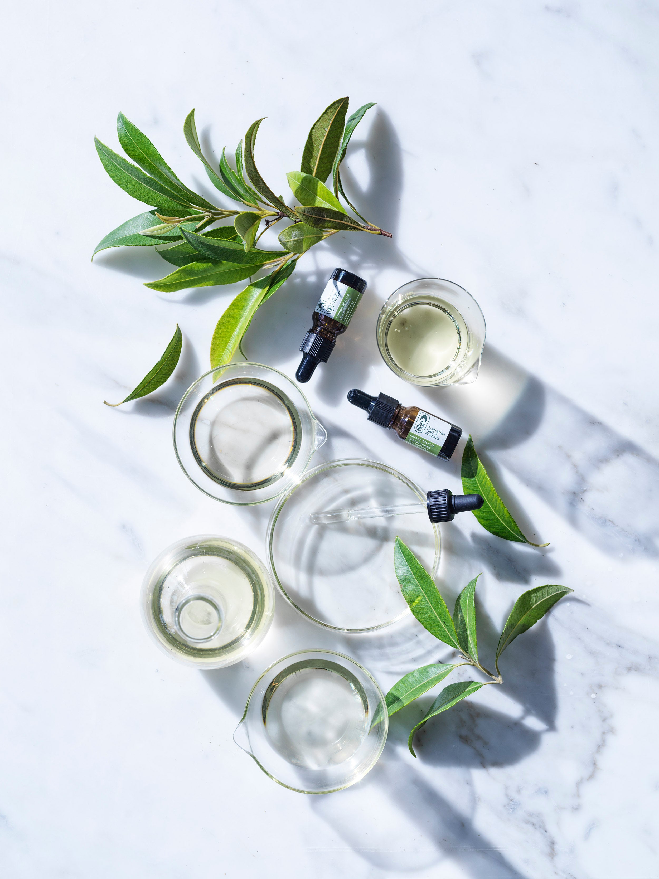 Anise myrtle health benefits Anise myrtle health benefits